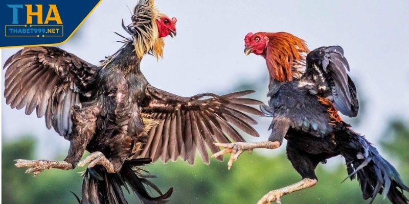 Cách Cược Đá Gà THABET Với Hướng Dẫn Tổng Quan Cho Người Mới 4 Chọn trận đấu có lợi thế
