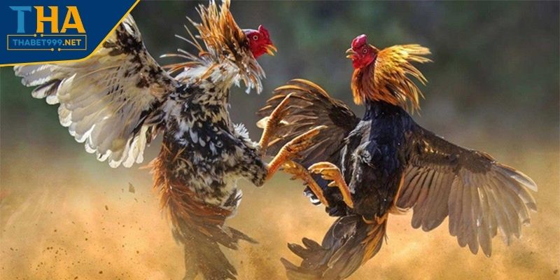 Cách Cược Đá Gà THABET Với Hướng Dẫn Tổng Quan Cho Người Mới 2 Loại hình Meron trong đá gà