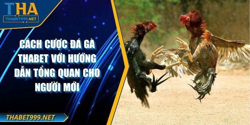 Cách Cược Đá Gà THABET Với Hướng Dẫn Tổng Quan Cho Người Mới 1 Cách Cược Đá Gà THABET Với Hướng Dẫn Tổng Quan Cho Người Mới
